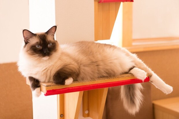 キャットタワーのラグドール