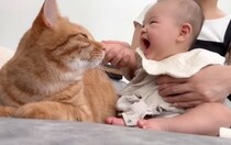 生まれたばかりの赤ちゃん→初めてネコのことを撫でたら…涙が出るほど『可愛すぎる光景』が11万再生「尊すぎて泣ける」「すごく癒された」