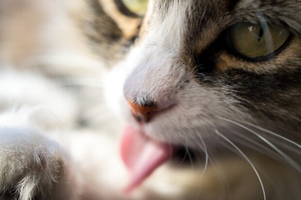 猫の舌のアップ