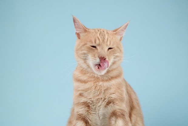 鼻を舐めている猫