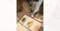 3種類の猫型クッキーを愛猫に見せてみると…まさかの行動が賢すぎると26万再生「思わず凄いって声が出た」「仕草が可愛い」と反響