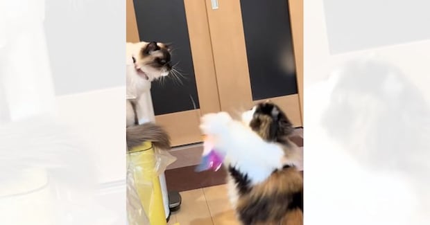 おもちゃを使用して『猫を遊ばせる猫』を見ていたら…思わぬ展開に笑いが止まらないと42万再生「天才すぎないか」「嘘でしょからの嘘でしょｗ」