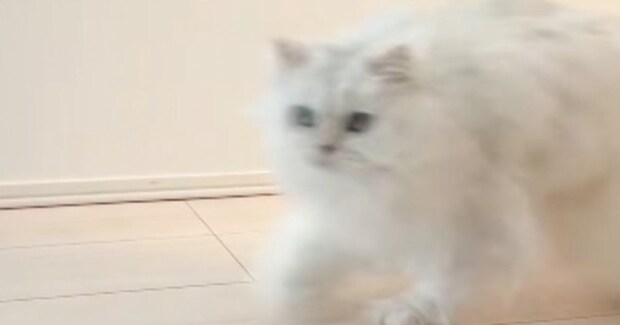 小学校へ行く準備をするお姉ちゃんに『頑張ってついて行く猫』→家族が撮影していると…「可愛すぎてキュッとなった」「思わず保存した」と反響