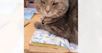 ノートの上に乗って『作業を邪魔してきた猫』に……「試したいｗ」「素晴らしいアイデア」斬新な『ネコハラ対策法』に絶賛！28万再生突破＜海外＞
