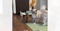 子猫と遊んであげる先輩猫を見たら…あまりにも賢い『おもちゃを使う様子』に癒される人が続出「新しい子守りの仕方ｗ」「すごいね」