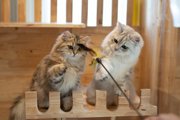 猫じゃらしを見る2匹の猫