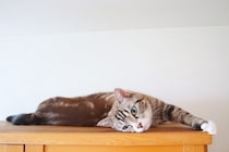 猫と『遊ばないことで起きるトラブル』3つ　信頼を失ってしまうかも？遊び方のコツまで解説