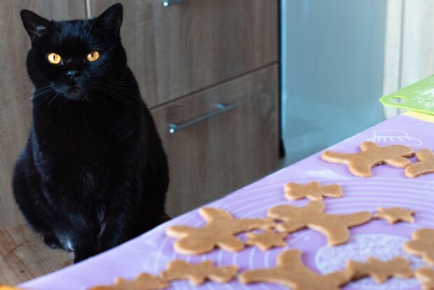 ジンジャークッキーの生地と猫