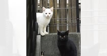 ７年前、あどけない表情の『白猫と黒猫』を家族に迎えて…現在→素敵すぎるビフォーアフターに「大きくなったねーｗ」「立ち位置いっしょだね」