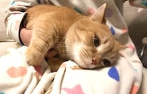 ママの膝の上で甘えていた短足猫→突然噛みついてきて、『腕を上げる』と…尊すぎる光景が136万再生「涙が出る」「あまりにも可愛くて苦しい」