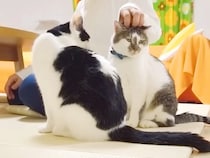 お風呂上がり、ママに甘える２匹の猫→パパも参加しようとしたら…まさかの『不憫すぎる結末』に爆笑「めげずに頑張れ」「露骨に解散するの草」
