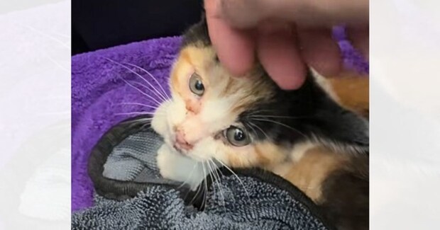 今にも車にひかれそうだった『小さな子猫を保護』→2か月経つと…『泣ける光景』に「幸せにしてくれてありがとう」「素晴らしい」と感動