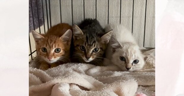 3つ子の子猫を保護して一緒のケージに入れたら…『息の揃ったフォーメーション』が可愛すぎると121万再生「場所も順番も決まってるんだｗ」