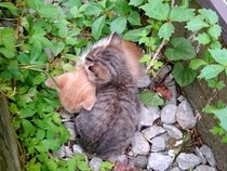 10年前、アパートの隙間で身を寄せ合う２匹の子猫を発見→放っておけず…人生を変えた『素敵な決断』に感動「幸せを感じる」「間違ってないよ」