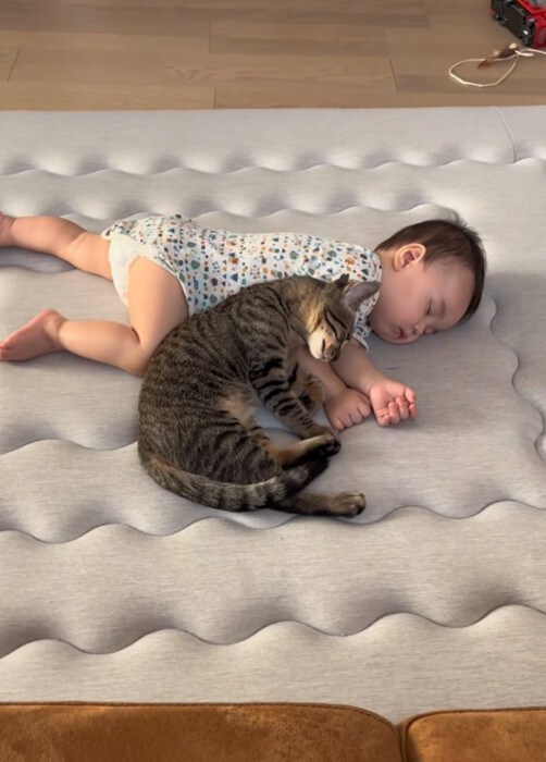 頭を擦り寄せる猫