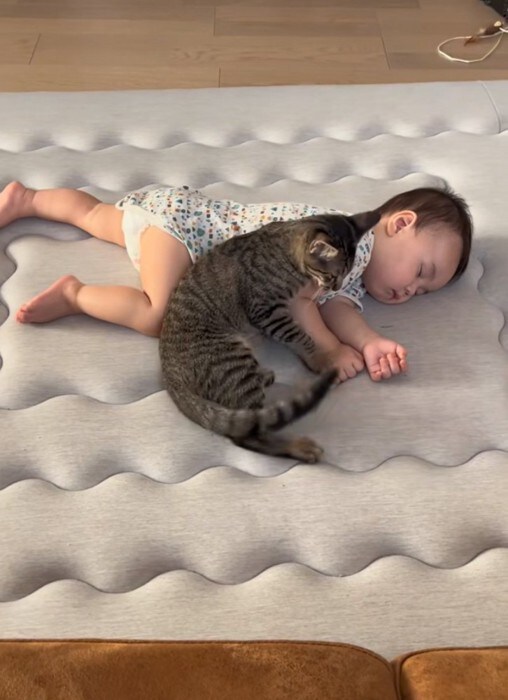 隣に腰を下ろす猫