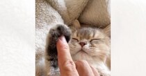眠っているネコの『肉球』をぷにぷにと触ってみたら…とてつもなく尊い『赤ちゃんのような反応』に１万いいね「たまらなく可愛らしい」「泣きそう」