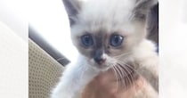 駐車場に行くと車の横にいた子猫→近づいてみると……涙あふれる『出会いの様子』が232万再生「助けてくれてありがとう」「もうたまらん」