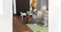 子猫と遊んであげる先輩猫を見たら…あまりにも賢い『おもちゃを使う様子』に癒される人が続出「新しい子守りの仕方ｗ」「すごいね」