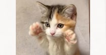 小さな子猫が立ち上がったかと思ったら…次の瞬間→とんでもなく可愛いしぐさに「ずっと見ていたい」「キュンキュンした」と悶絶する人が続出