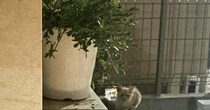 『家の外で佇んでいた子猫』と目が合って…窓を開けてみた結果→まさかの展開が素敵すぎると40万再生「いいお家を選んだねｗ」「NNNだね」