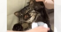 ブラッシングされる猫→あまりにも『無気力な様子』が可愛すぎると笑顔になる人が続出「ずっとしてあげたくなるねｗ」「マヌルネコみたいｗ」