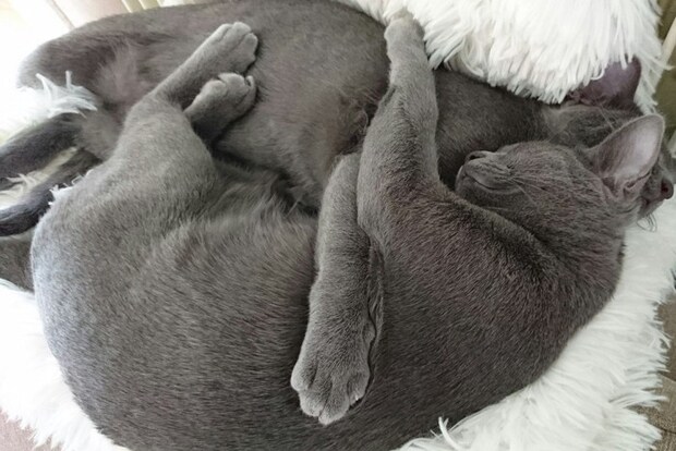 仲良しなグレイ猫