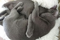 猫たちが『団子』になって固まる理由3つ　行動に隠された心理や習性を解説