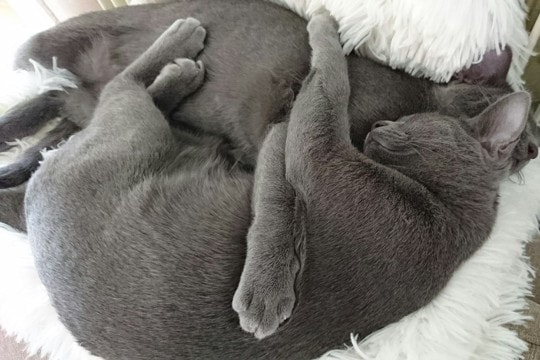 猫たちが『団子』になって固まる理由3つ　行動に隠された心理や習性を解説