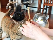 ４匹のネコたちを『たくさんほめて育てた』結果…愛情がこもった『尊い恩返し』が素敵だと話題「甘え方たまらない」「いつまでも見てられる」