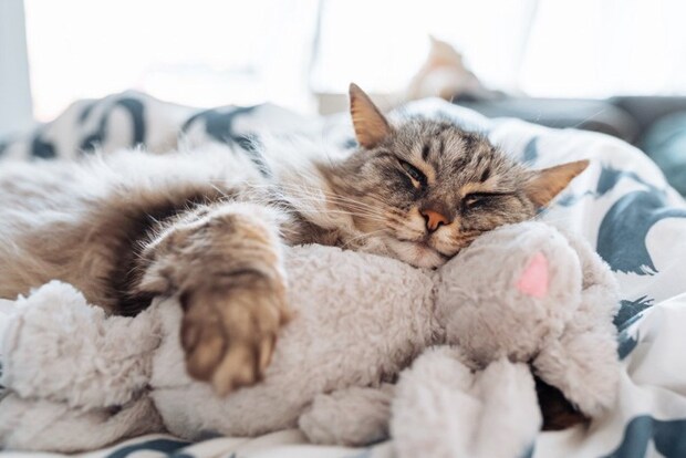 ウサギのぬいぐるみを抱いて眠る猫