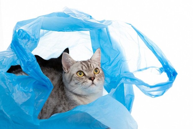 ビニール袋の中でくつろぐ猫
