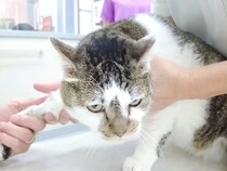 パパが元野良猫を病院に連れて行った結果→お利口だったけど…帰宅後の『感情がダダ漏れな態度』に「お疲れ様です」「我慢強い」と称賛の声