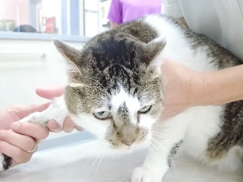 パパが元野良猫を病院に連れて行った結果→お利口だったけど…帰宅後の『感情がダダ漏れな態度』に「お疲れ様です」「我慢強い」と称賛の声