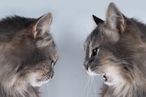 猫の多頭飼育でNGな『仲の取り持ち方』5つ　飼い主の善意がトラブルの火種になることも