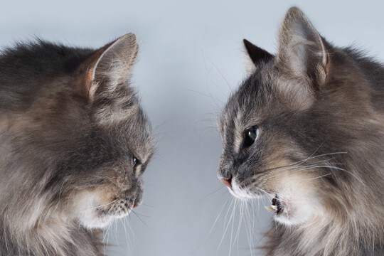 猫の多頭飼育でNGな『仲の取り持ち方』5つ　飼い主の善意がトラブルの火種になることも