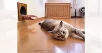 くつろいでいる猫→後ろの穴から出てきた『手』に気が付くと…可愛すぎるリアクションに７万いいね「ホラー映画より怖いｗ」「ビックリしてるｗ」