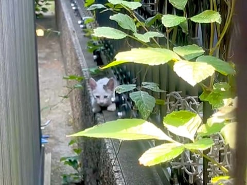 『大きい声で鳴いてくれてありがとう』真夏の暑い日に赤ちゃんネコを発見した結果…『素敵な結末』に感動すると13万再生「泣いた」「絶対幸せ」
