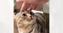 噛んできた猫に『痛いよ』と注意→『立ち去った』と思ったら…可愛すぎる行動が260万再生「ストップリセットされてて笑う」「謎かわいいｗ」