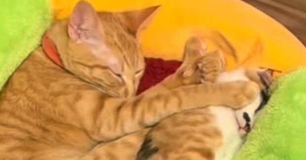 仲良くいっしょに寝ていた2匹の猫→よく見たら…『クセの強すぎる寝姿』に「爆笑するほど可愛い」「抑えられて動けないニャｗ」と８万再生