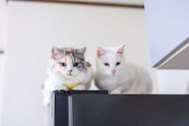 猫が飼い主を『高い場所から見下ろす』3つの心理　行動からわかるサインと適切な接し方を解説