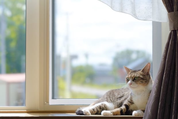 窓際の猫