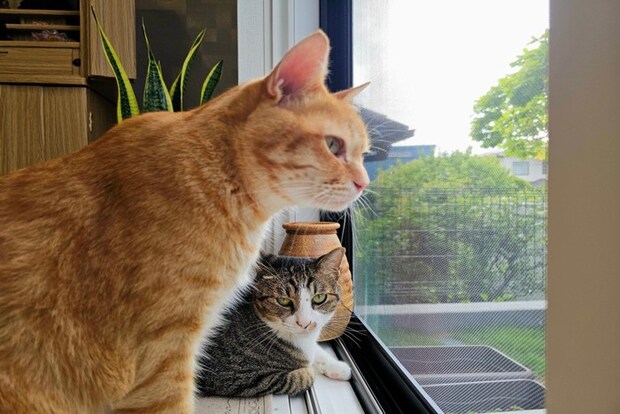 窓から外を観察する2匹の猫