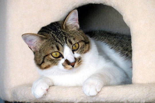 猫にとって『縄張り』が大切な2つの理由　範囲やサイン、安心できる環境の作り方まで