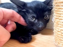 夏の終わりに保護された黒猫の赤ちゃん２匹→小さな体を撫でていると…思わず頬がゆるむ『素敵な展開』に反響「上目遣い可愛い」「根比べだね」
