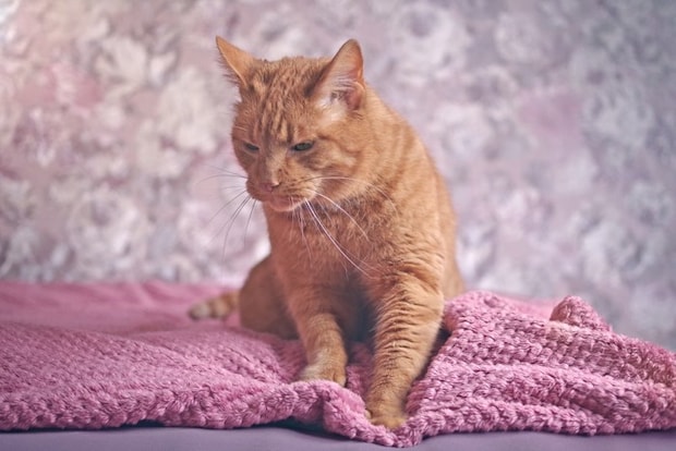 ブランケットをフミフミする猫