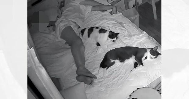 『ねこファーストガチ勢』→夜寝るときの様子を見てみると…「ピクトグラムみたいｗ」「シンクロしてて好き」思わず笑っちゃう光景に３万いいね