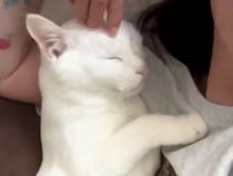 オッドアイを持つ８歳の白猫→大好きな添い寝中に見せた、甘えん坊すぎる『まさかの行動』が38万再生「こんなのされたら仕事いけない」