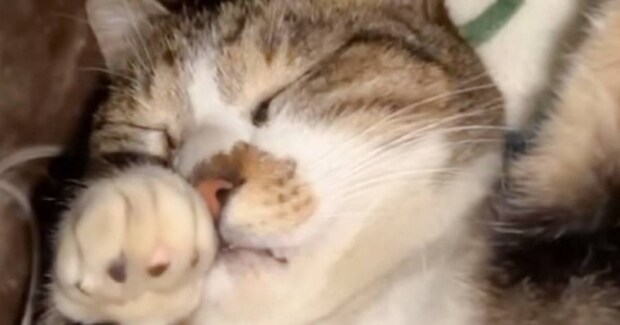布団に入って眠っていた猫→左手を見ると…『予想外のポーズ』が可愛すぎると18万再生「何の夢見てるんだろう」「もふんもふんしたい」