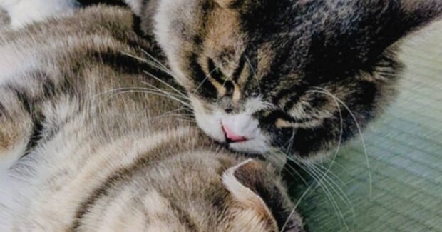 ネコが『背後から襲われた瞬間』を撮影した結果…思わず笑ってしまう光景に「いい顔してるｗ」「映画のポスターになるやつｗ」と14万表示